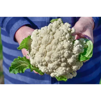 Frozen Cauliflower (20)-6061356-45867.webp